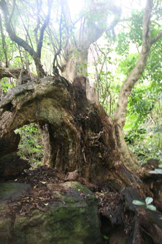 Nieuw-Zeeland 2011 - 0469